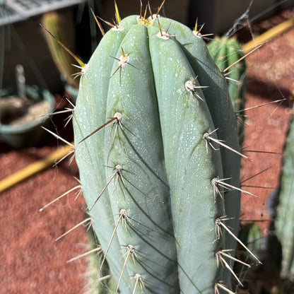 Verne’s Wild Andes #8