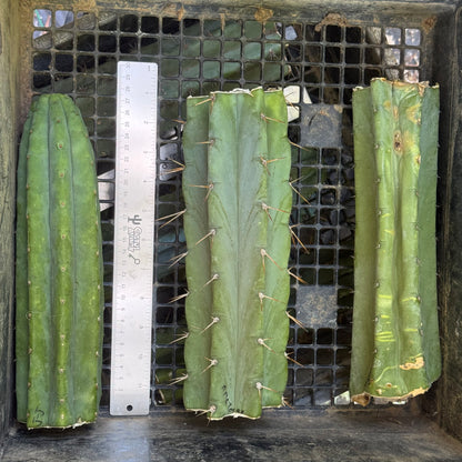 big box of cactuses - free shipping