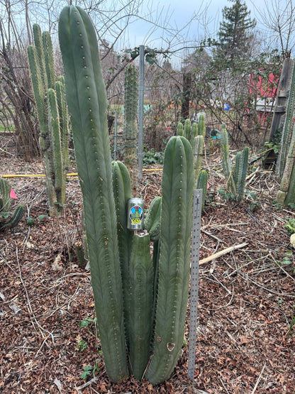 cordobensis NMCR - local pickup