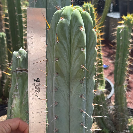 Verne’s Wild Andes #7