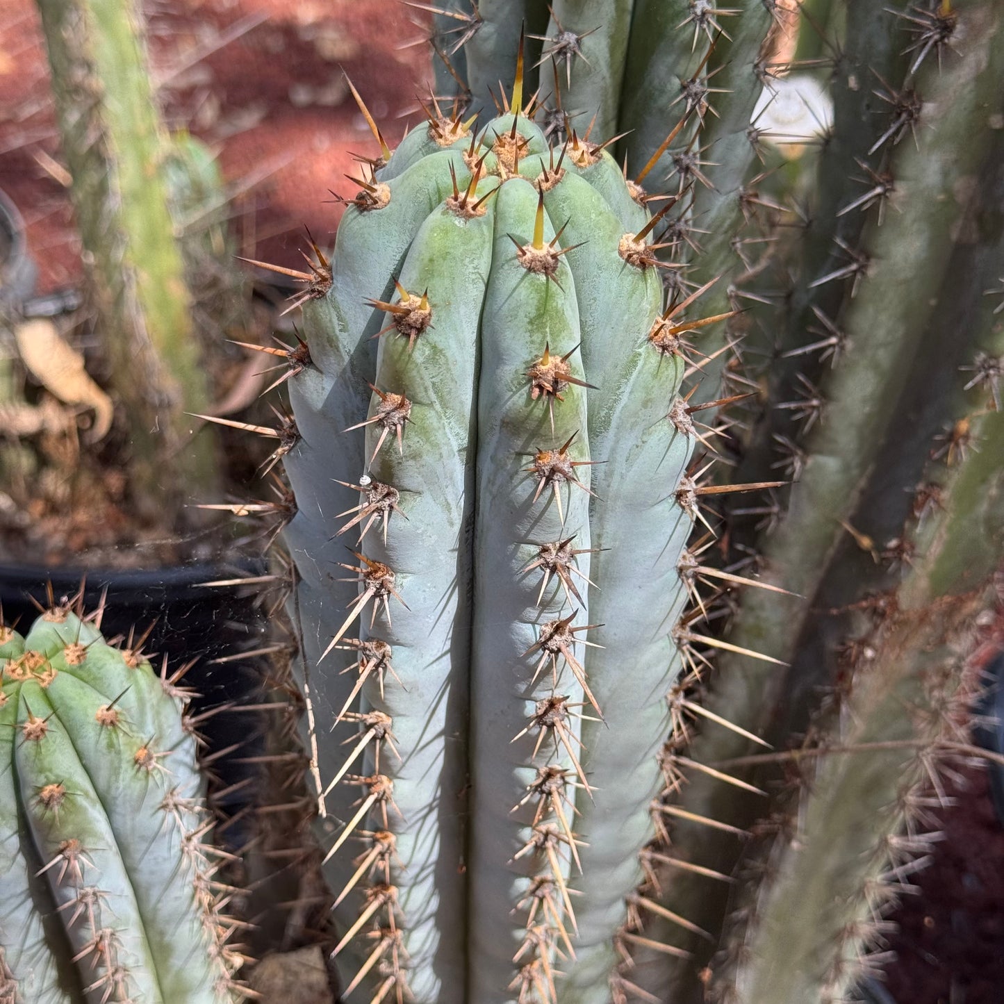 Verne’s Wild Andes #14