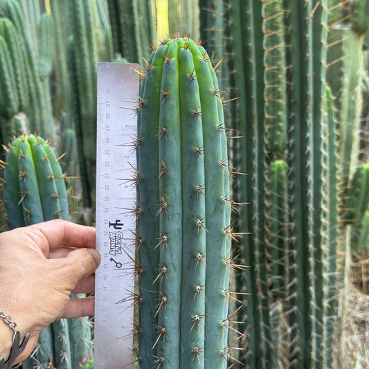 SS01