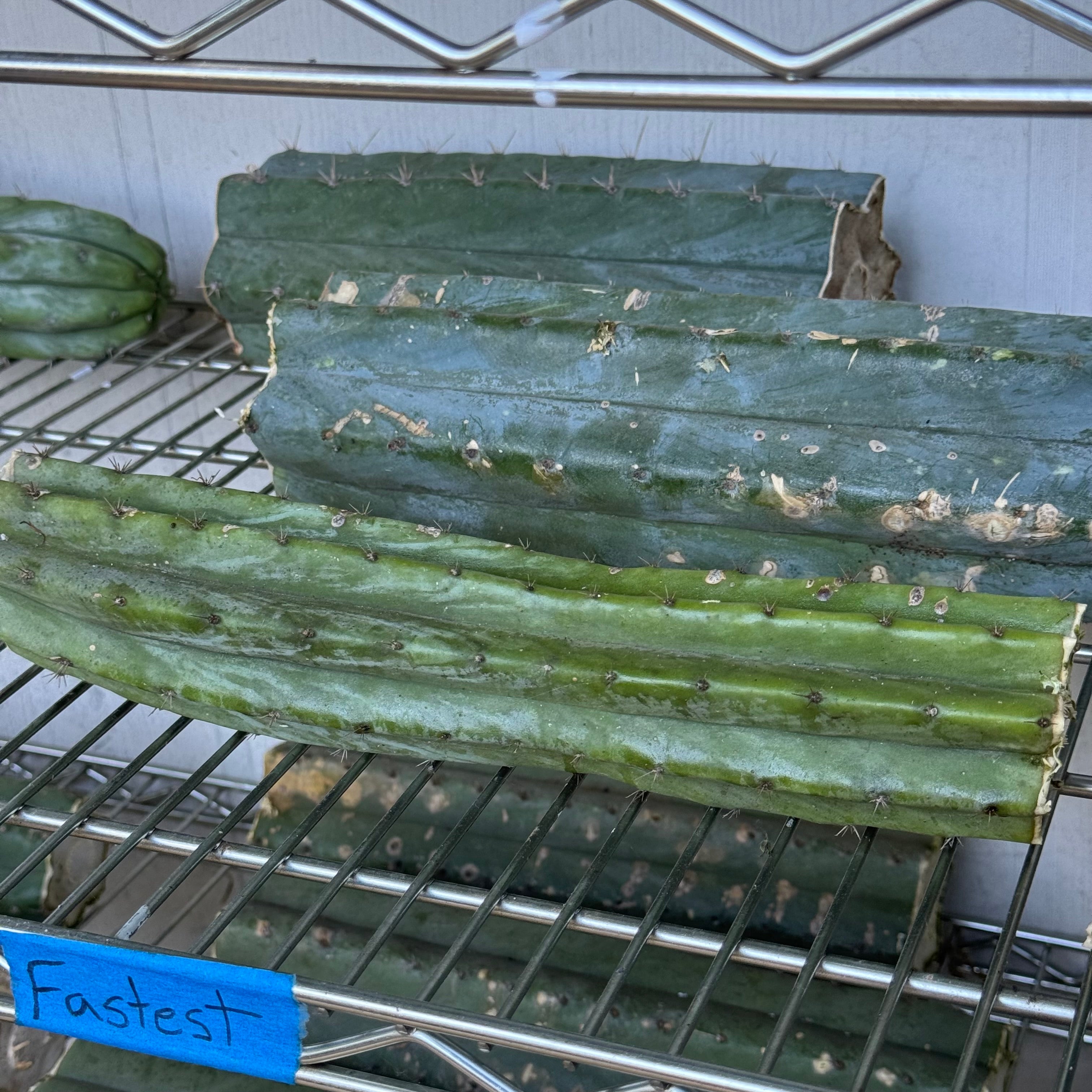 Cactus Affinity - bulk box of cactuses