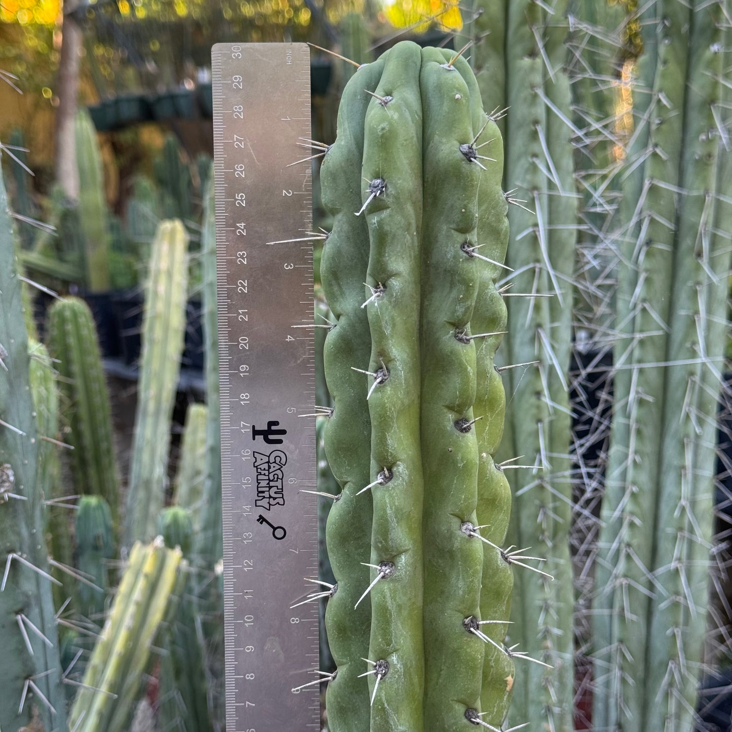 Australian knuthianus