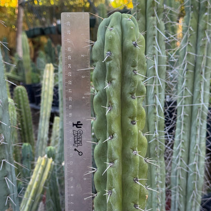 Australian knuthianus