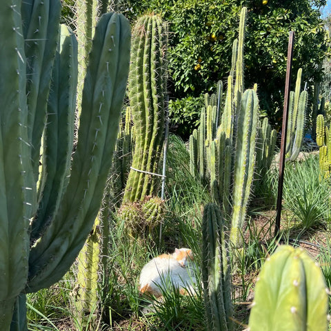 Cactus Affinity farm photos