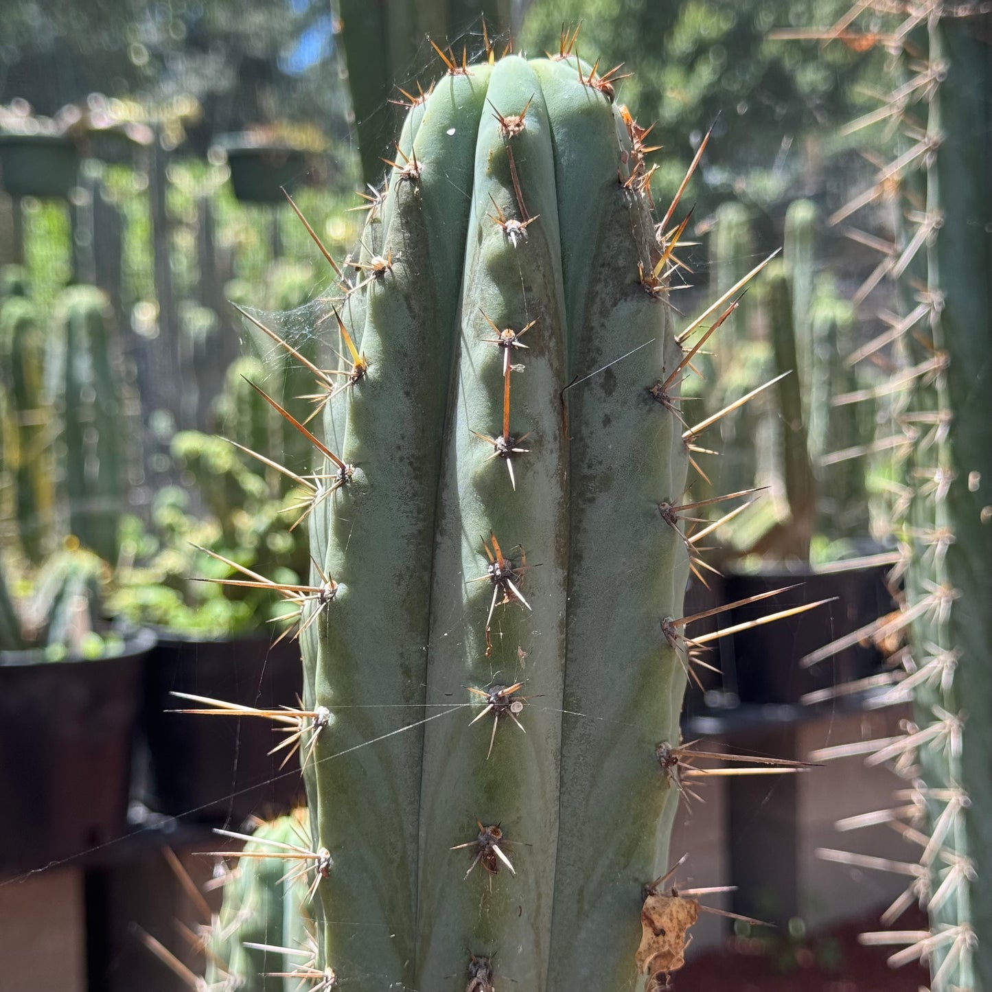 Verne’s Wild Andes #12