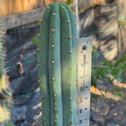 Kathleen - local pickup