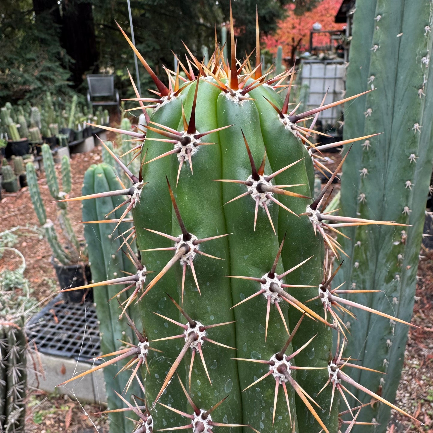 taquimbalensis - local pickup