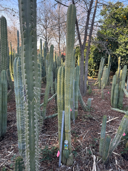 Verne’s J’s Giant - local pickup