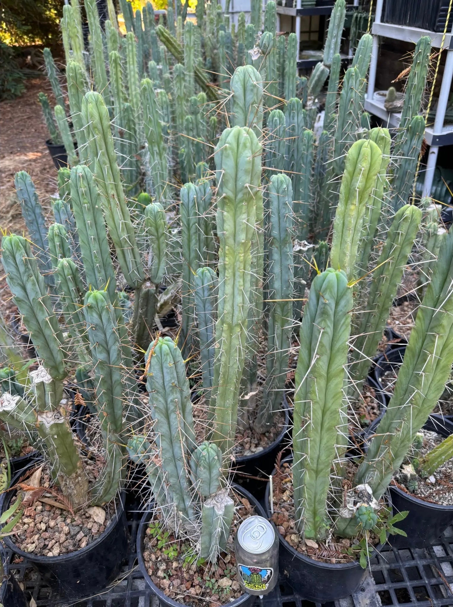 cactus d2 Cactus Affinity