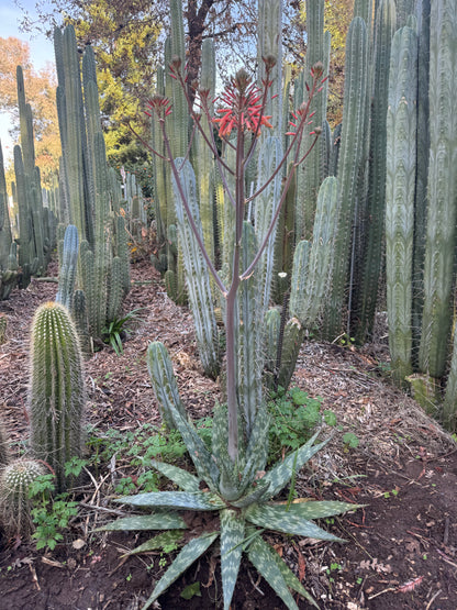 Aloe maculata - local pickup