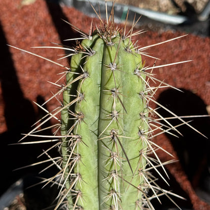 Poot’s peru #3