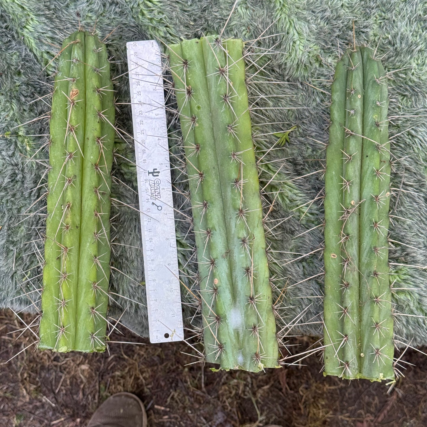 bulk box of cactuses