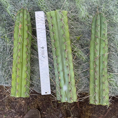 bulk box of cactuses