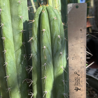 Kimnach 2876D