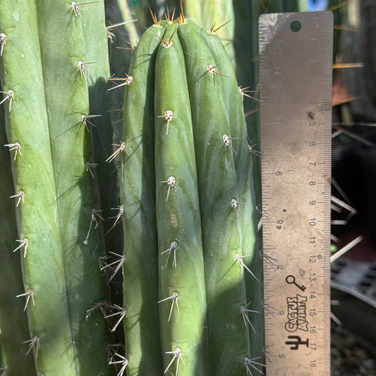 Kimnach 2876D