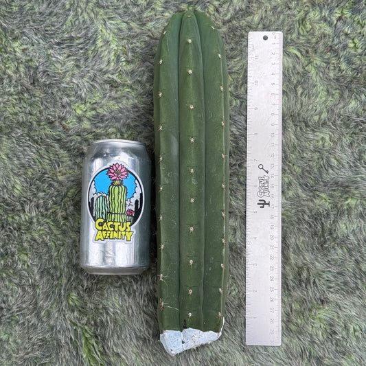 Johnson s.n. BBG 56.1153