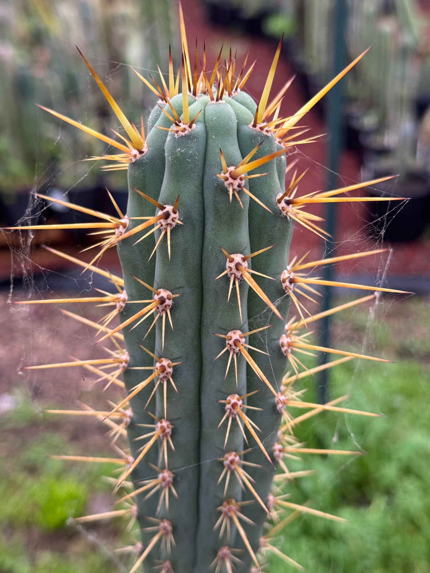 Verne’s Ressler’s cuzco