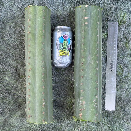Matucana ‘Julio’