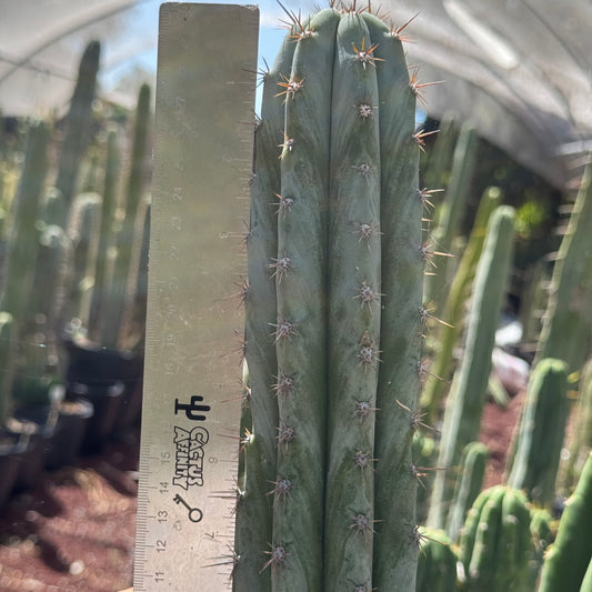 Verne’s Wild Andes #14