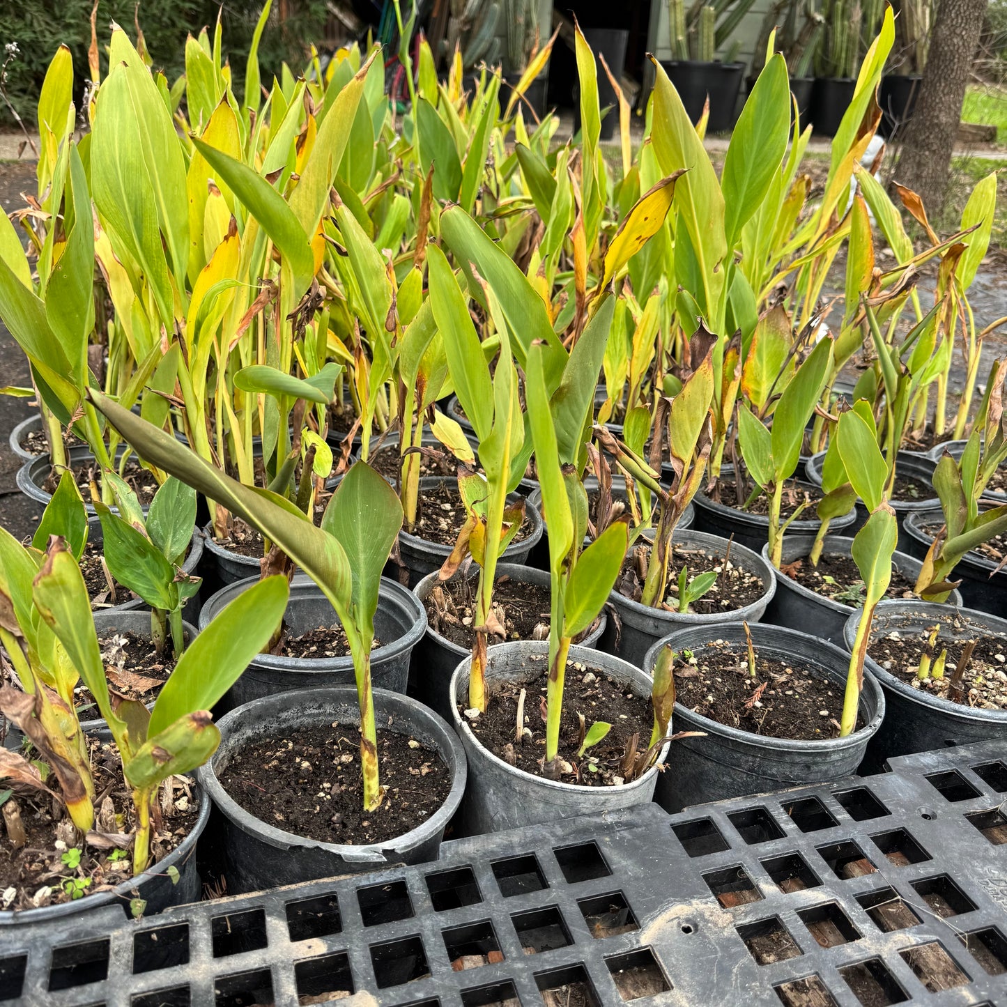 canna lily - local pickup