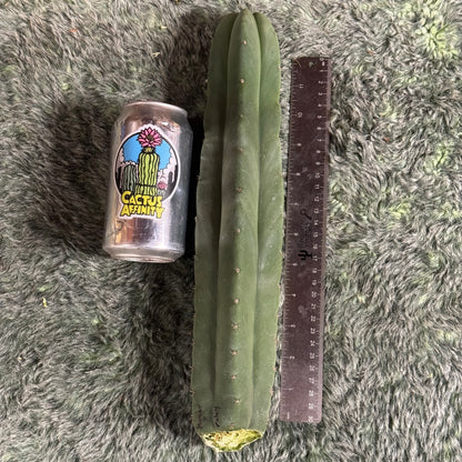 huanu x malo4 - free ship