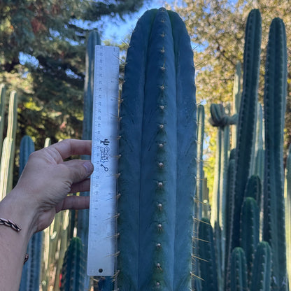 Argentinensis - local pickup