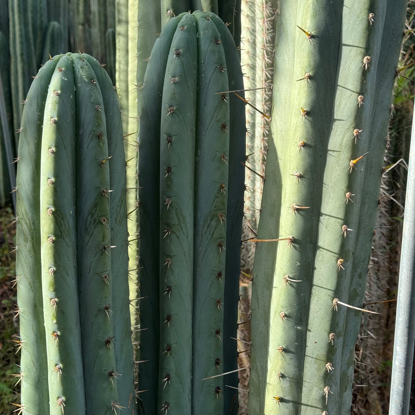 Brian’s Blue Skies JS444