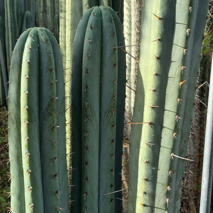 Brian’s Blue Skies JS444