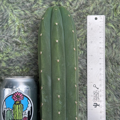 Johnson s.n. BBG 56.1153