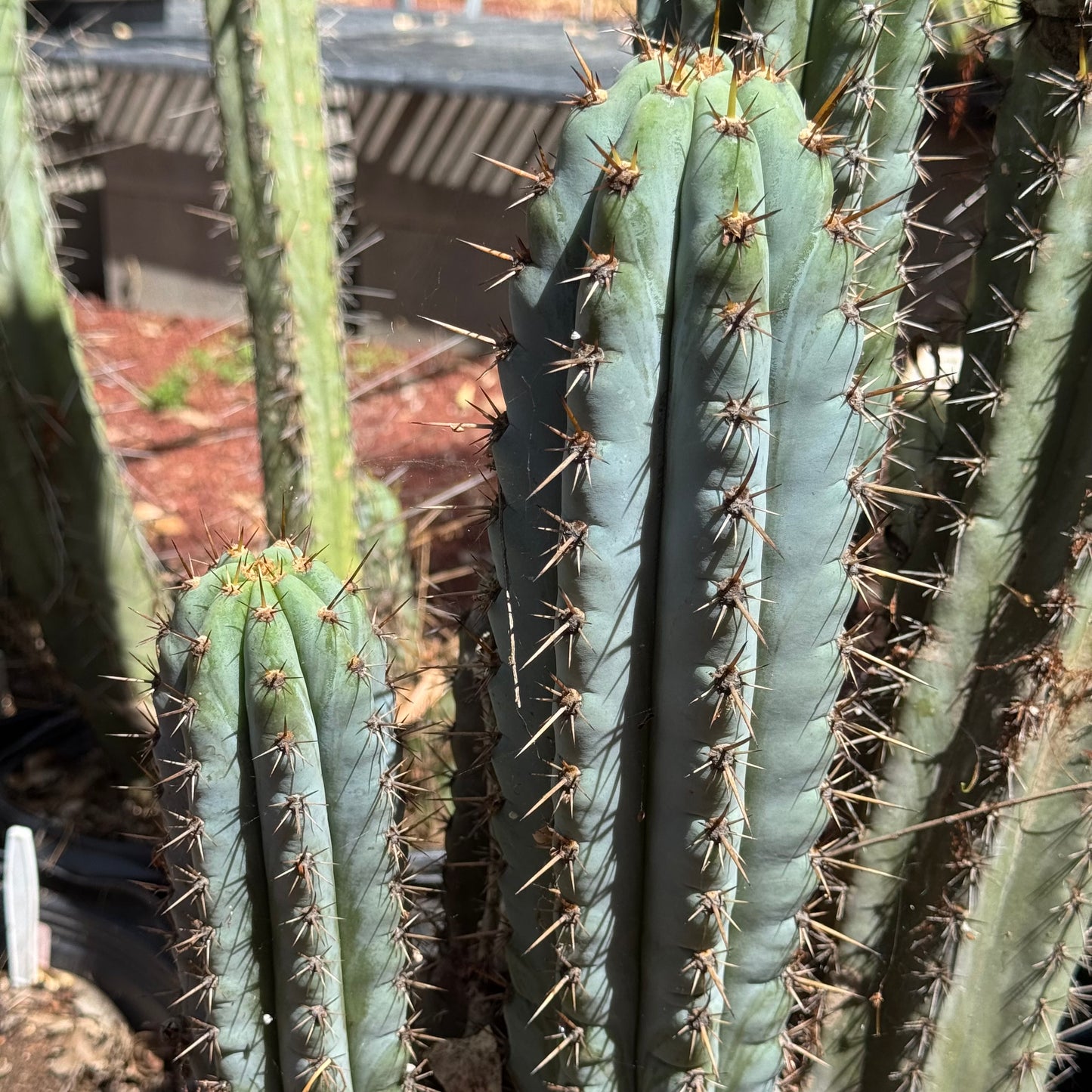 Verne’s Wild Andes #14