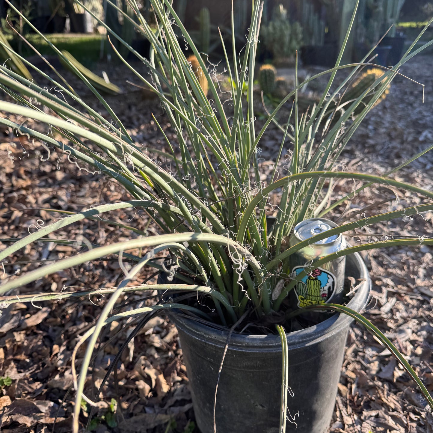 Hesperaloe parvifolia - local pickup