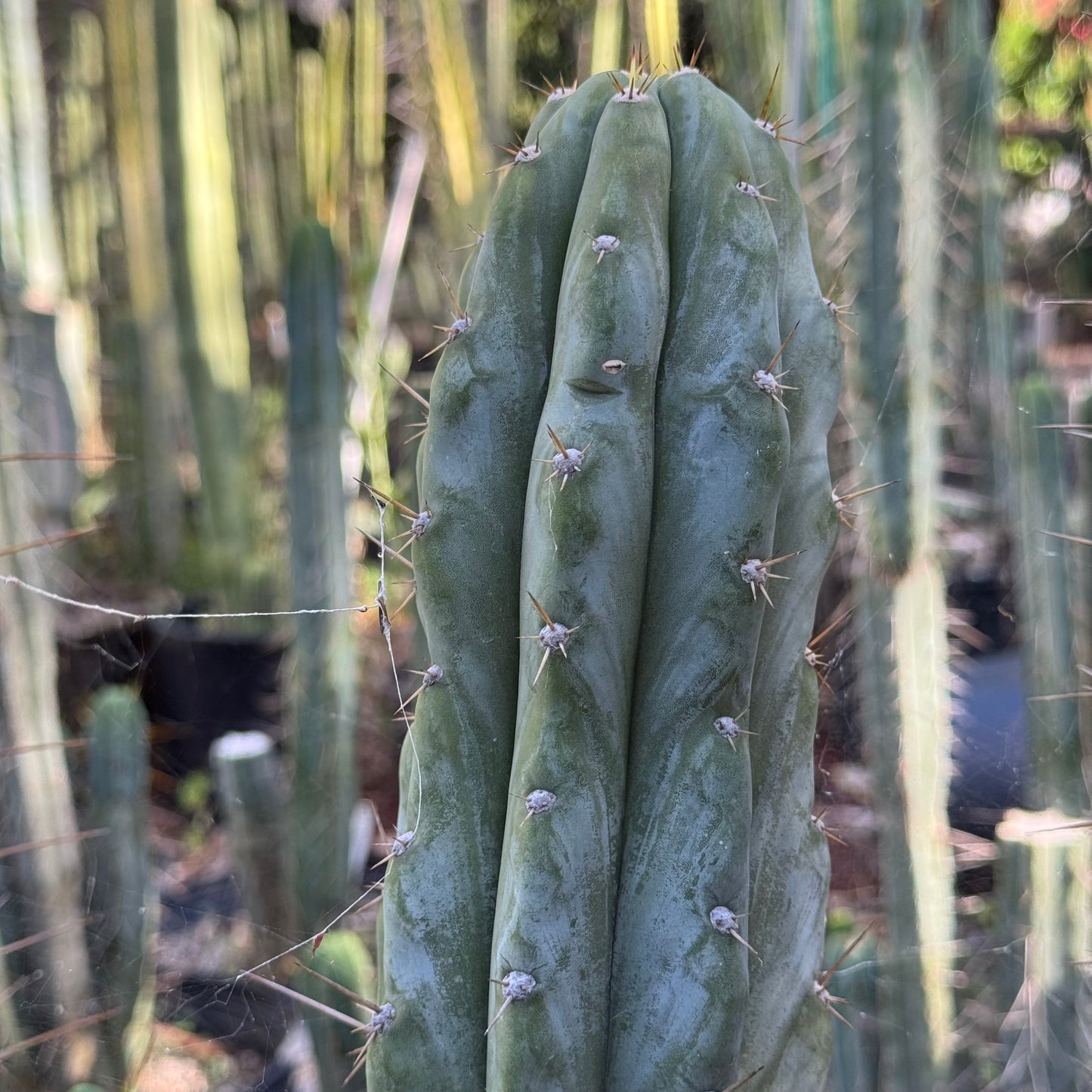 Verne’s Wild Andes #6