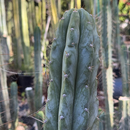 Verne’s Wild Andes #6