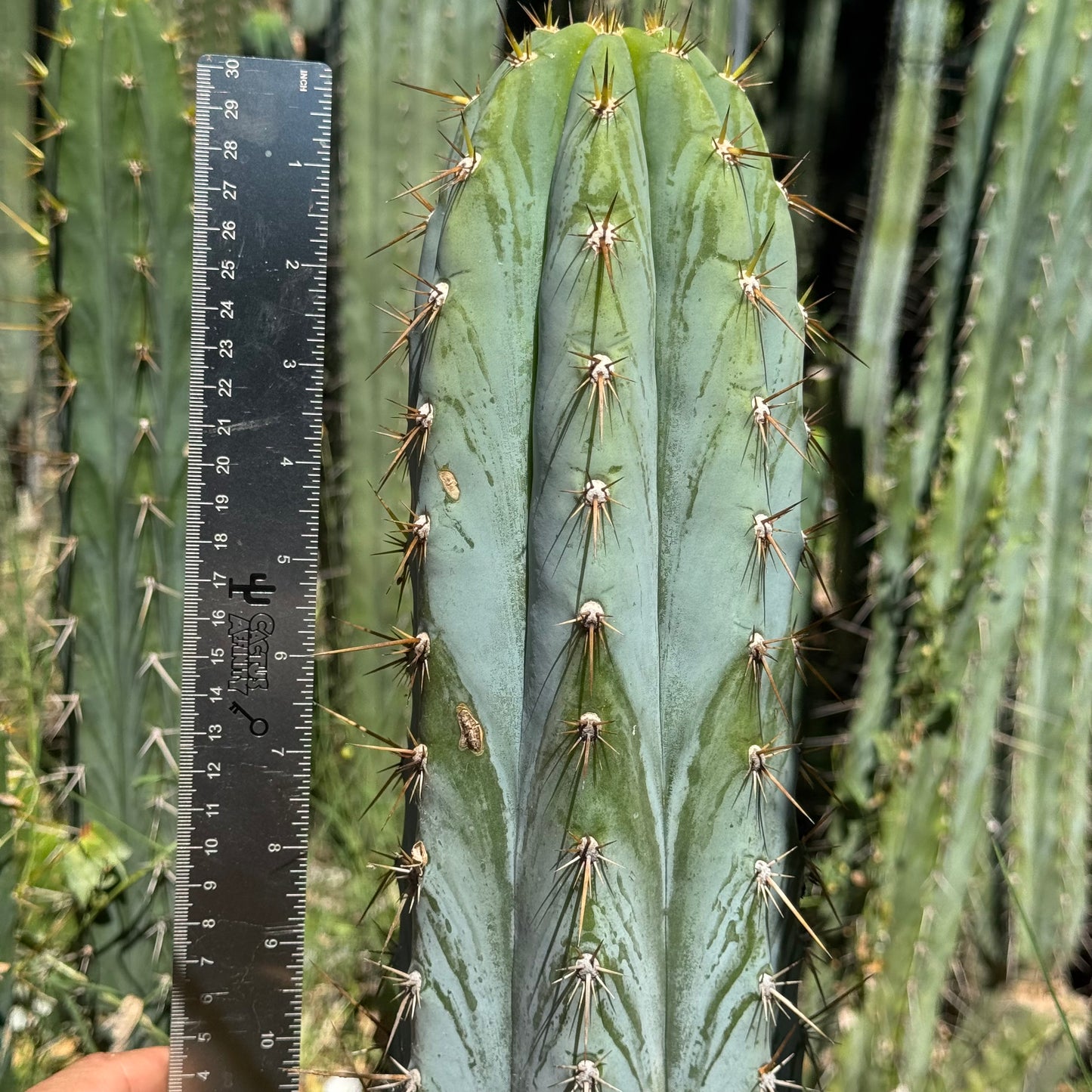 BK08612.4