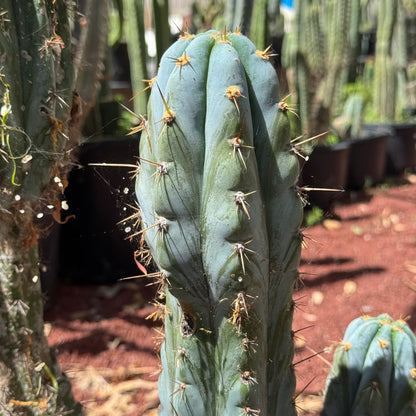 Verne’s Wild Andes #2
