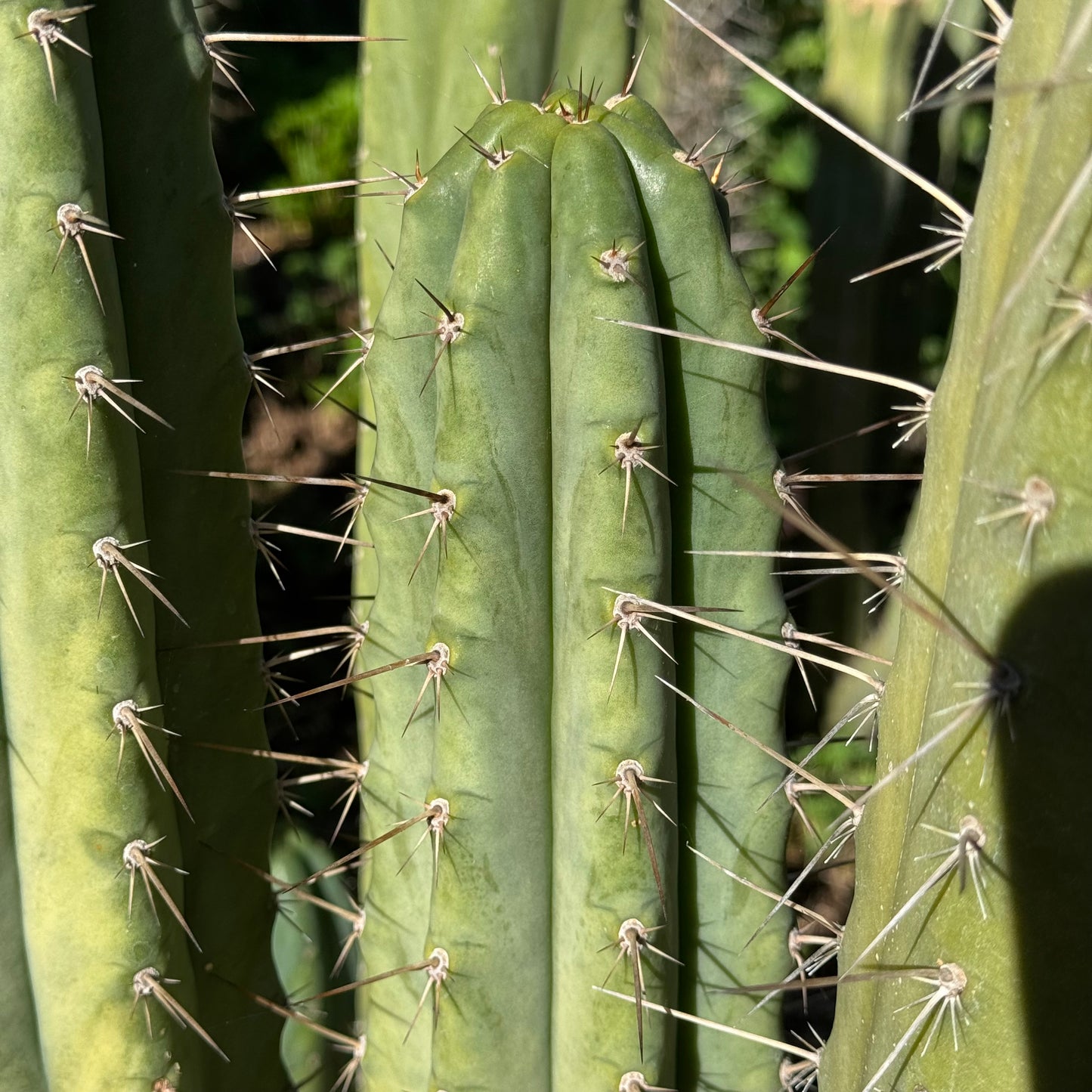 Vernes 2006 KK seeds- JS397