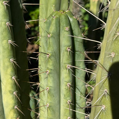 Vernes 2006 KK seeds- JS397
