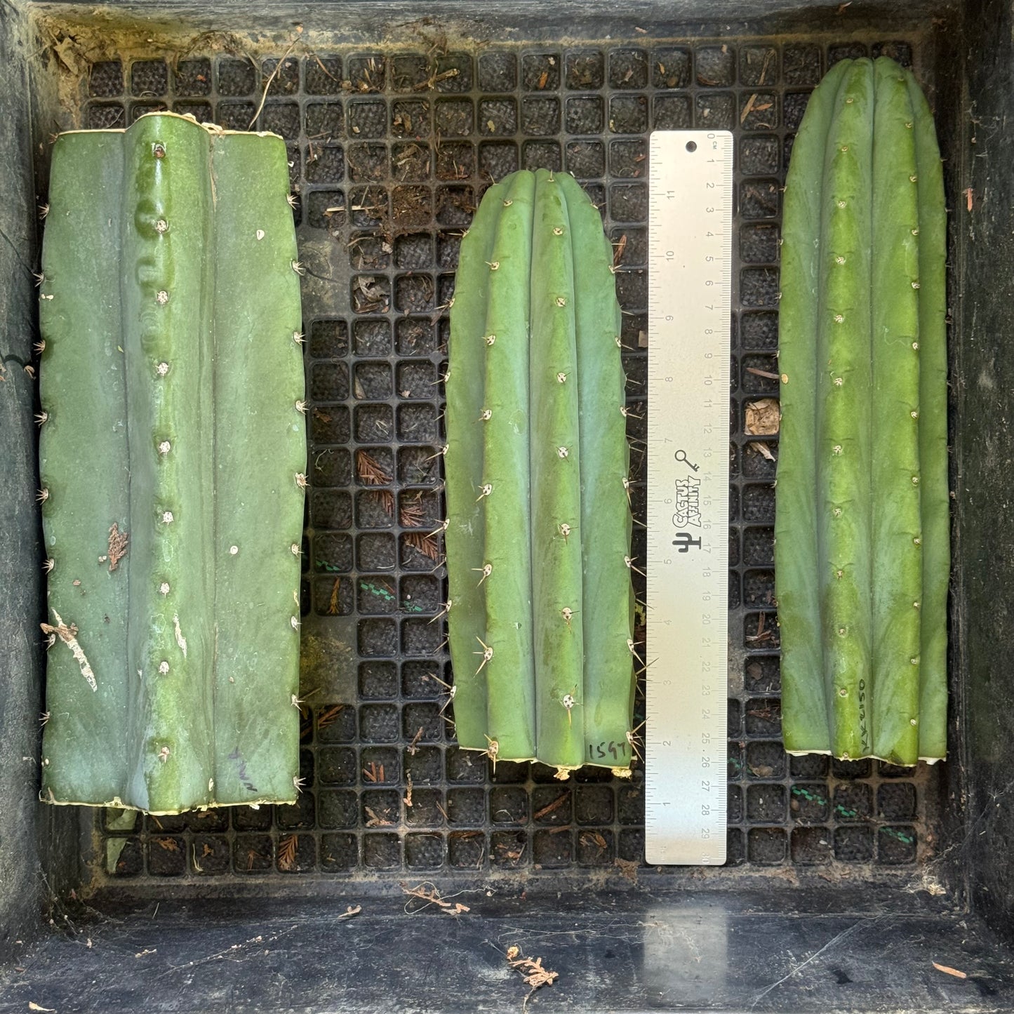 big box of cactuses - free shipping