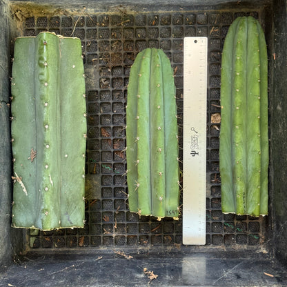 big box of cactuses - free shipping