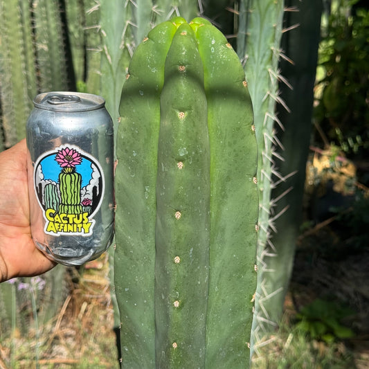 Cactus with a can of 'Cactus Affinity' soda held next to it