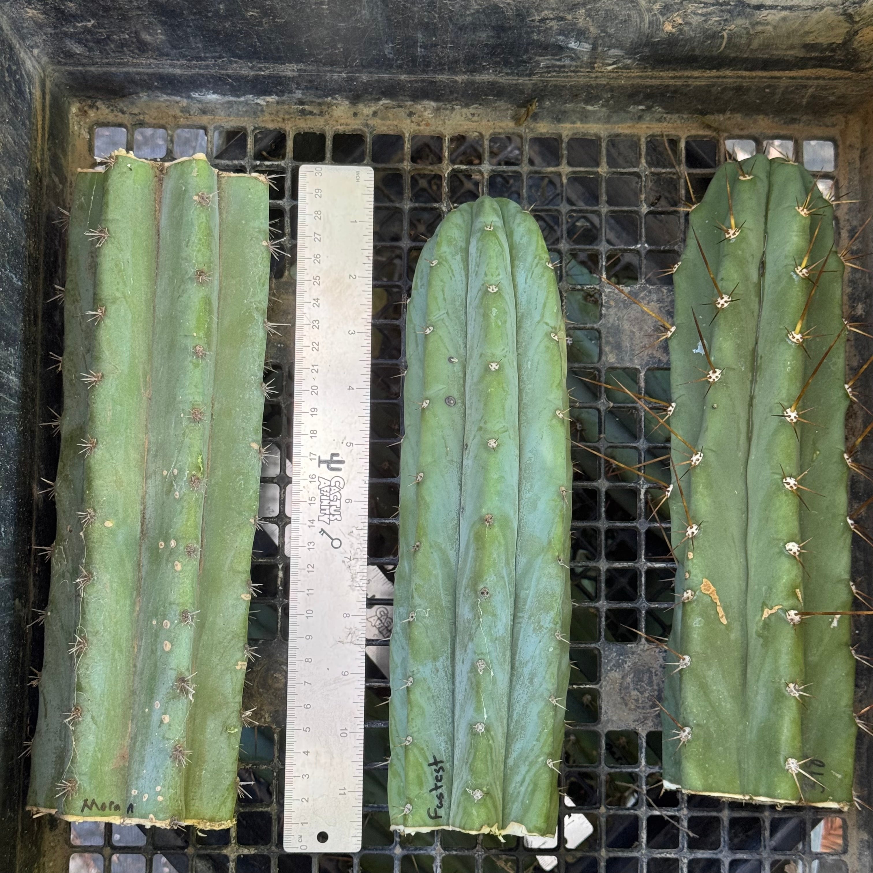 Nala ナラ　Cactus all in one Nearly Natural Indoor 2.5 ft. Cactus Artificial Plant 6328