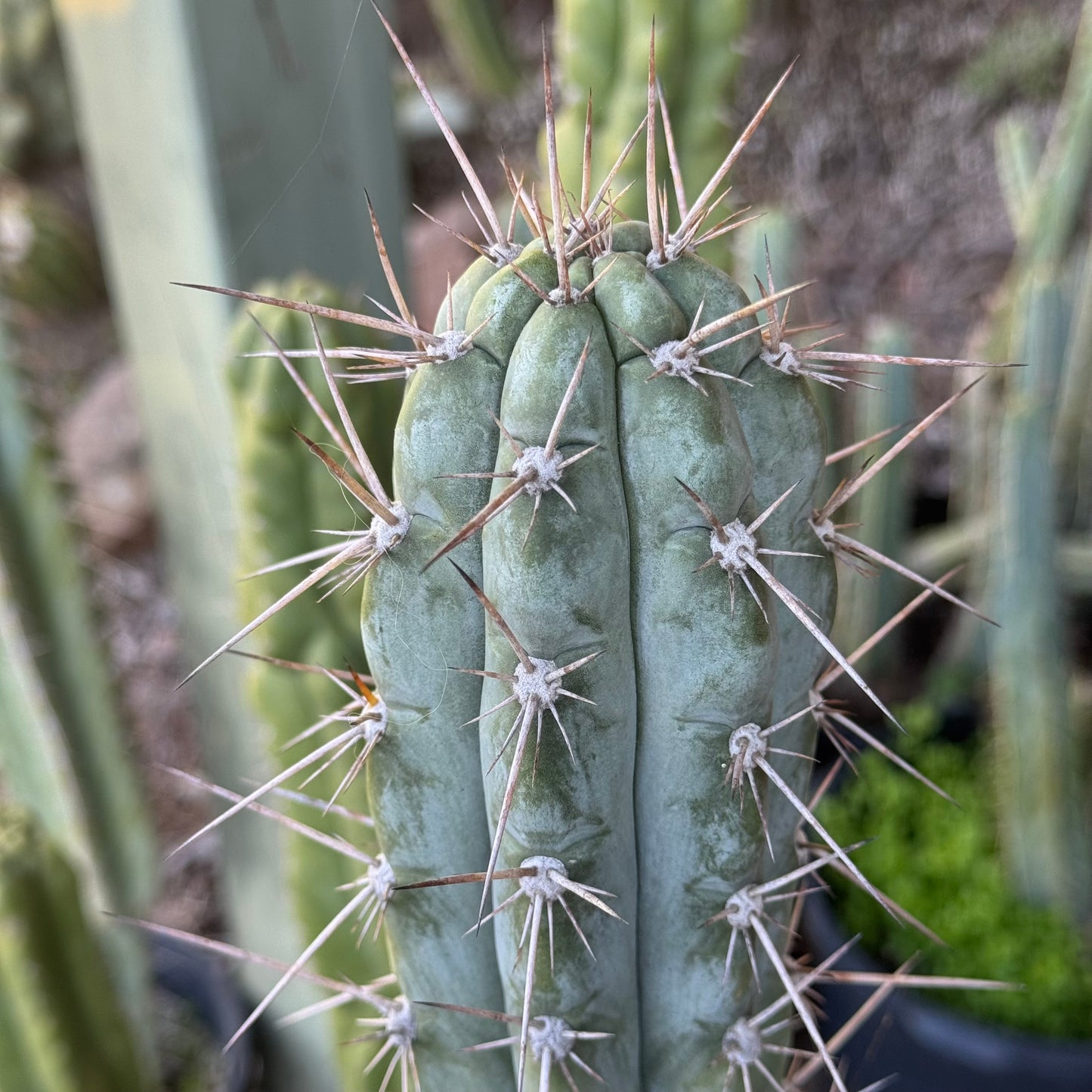 peru x chalaensis - local pickup