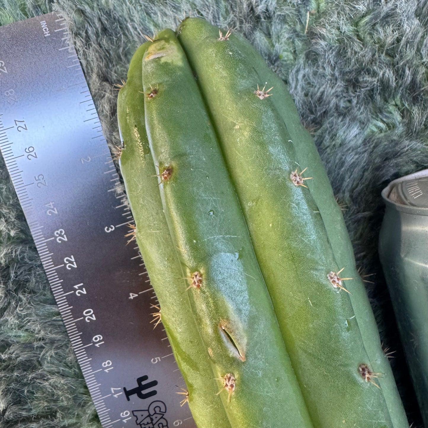 Vernes 2006 KK seeds- JS391