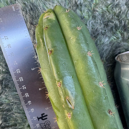 Vernes 2006 KK seeds- JS391