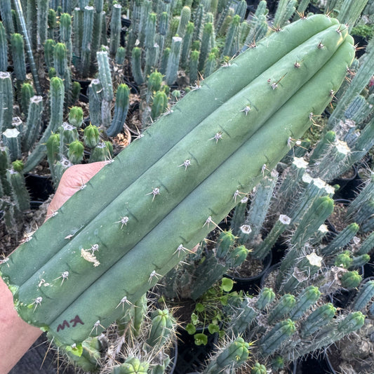 pach Malo’s Ayacucho