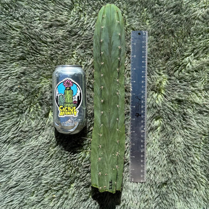 Kimnach 2876D