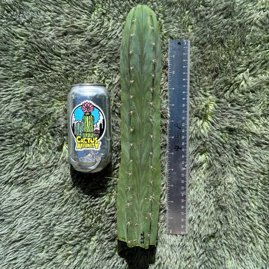 Kimnach 2876D