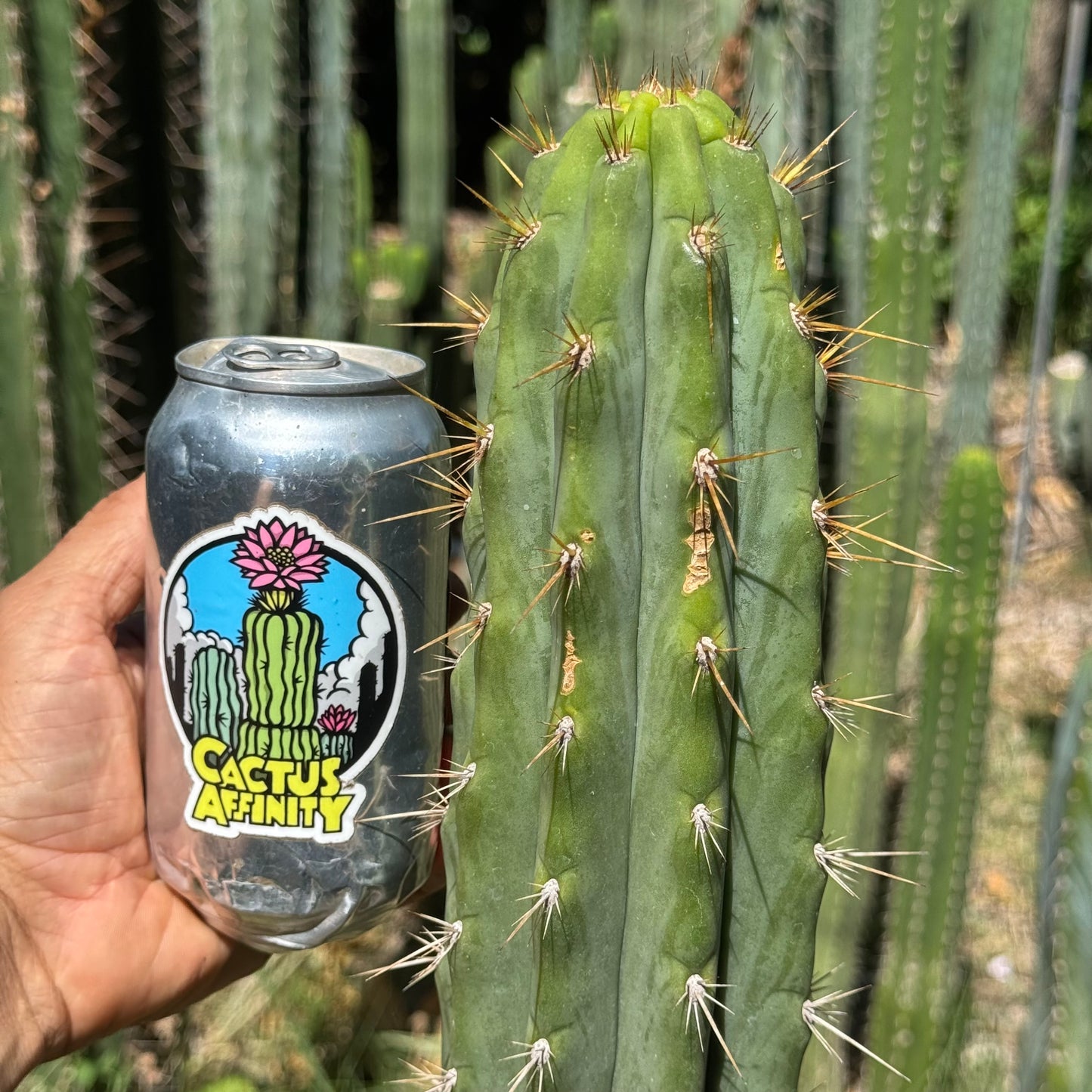 007 cactus